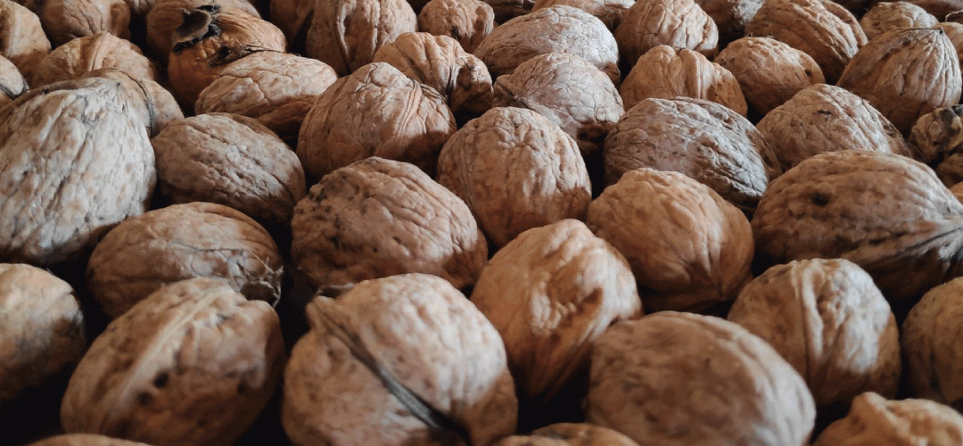 México/Nueces: Sequía provocará reducción de hasta 25 mil toneladas de la producción en Chiguagua