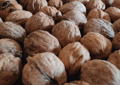 México/Nueces: Sequía provocará reducción de hasta 25 mil toneladas de la producción en Chiguagua