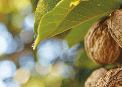 Nueces/California: Se anticipa una gran cosecha por condiciones climáticas ideales de la primavera