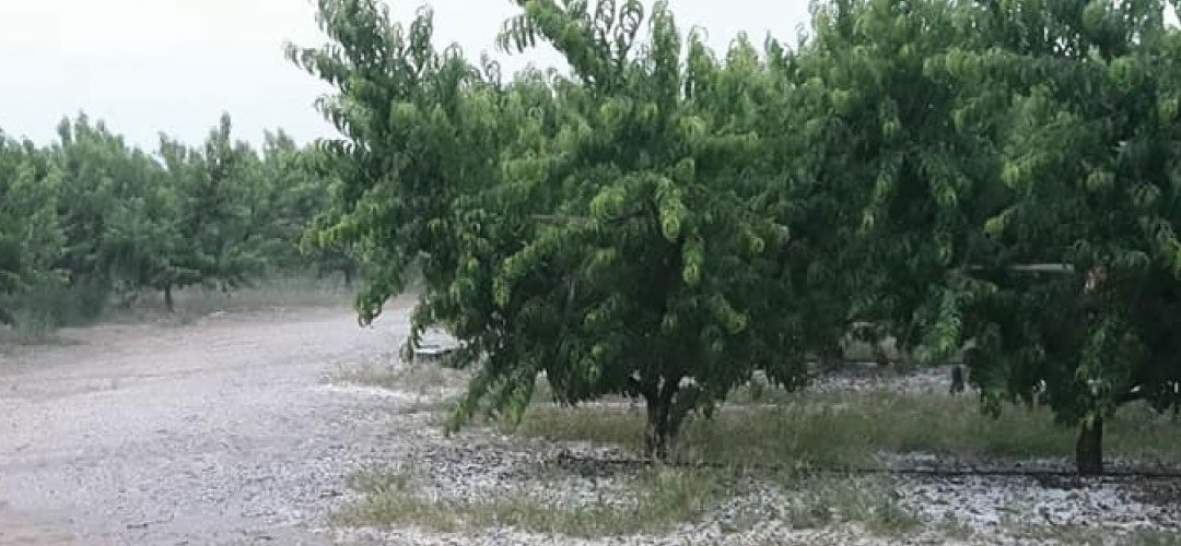 España/Murcia: Balance de últimas granizadas, 77 millones de euros en daños y 31.200 hectáreas afectadas