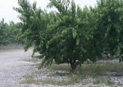España/Murcia: Balance de últimas granizadas, 77 millones de euros en daños y 31.200 hectáreas afectadas