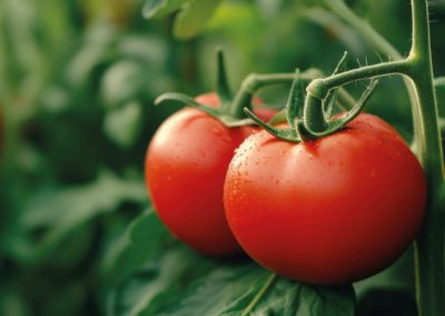 Pasta de Tomate: Juan Manuel Mira, Vicepresidente de Chilealimentos, “los precios internacionales son inferiores a los de hace un tiempo, pero los volúmenes comercializados no han caído”.