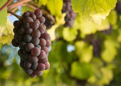España/uva de mesa: producción 2025/26 se estima normal, con 320 mil toneladas