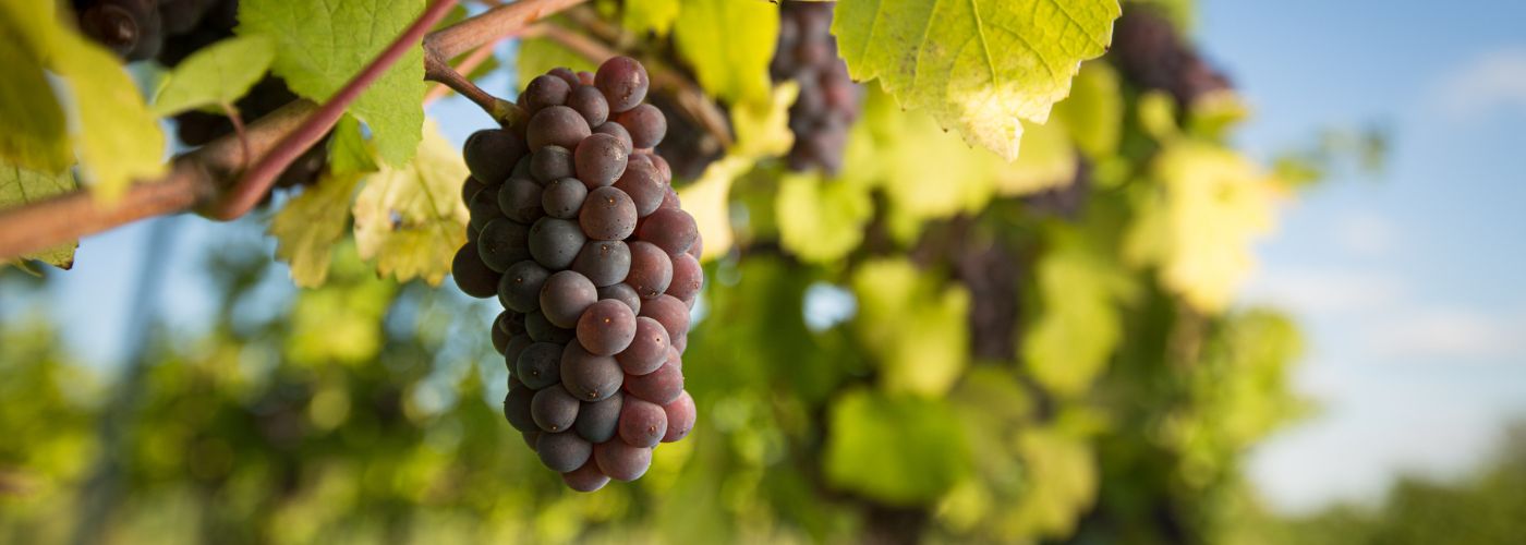 UVAS_ESPAÑA