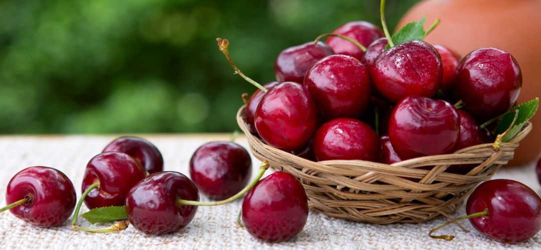 Cerezas/Europa: Estimaciones señalan reducción de más de 200 mil toneladas para procesamiento
