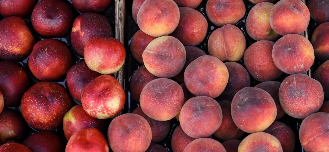 España/Carozos: producción alcanzará las 356 mil toneladas en Murcia