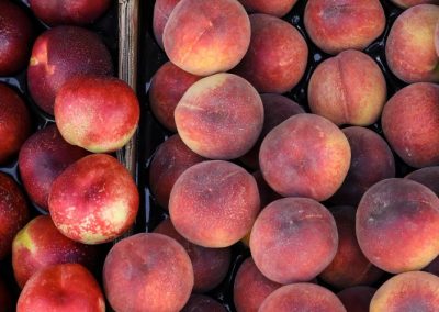España/Carozos: producción alcanzará las 356 mil toneladas en Murcia