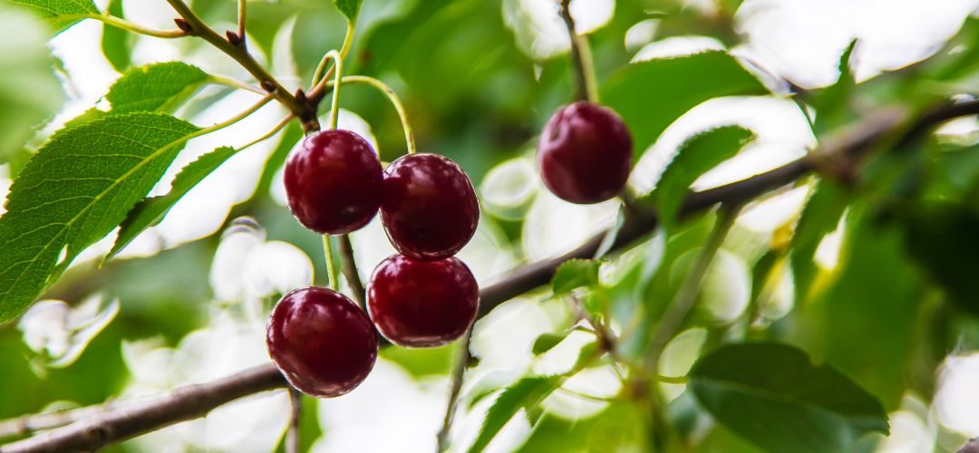 Cerezas para la industria: difícil panorama en Europa del este y California a Junio 2025