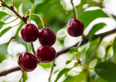 Cerezas para la industria: difícil panorama en Europa del este y California a Junio 2025