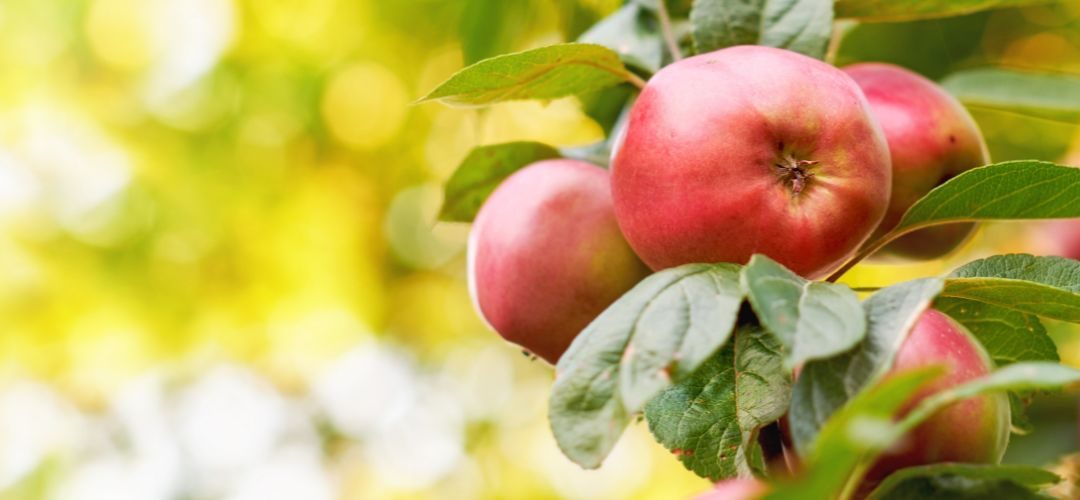Italia/Manzanas: anuncian reducción del 7% del Stock al mes de Junio 2025