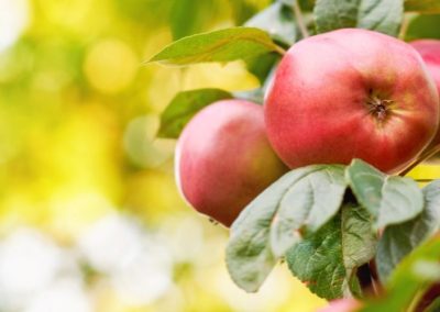 Italia/Manzanas: anuncian reducción del 7% del Stock al mes de Junio 2025