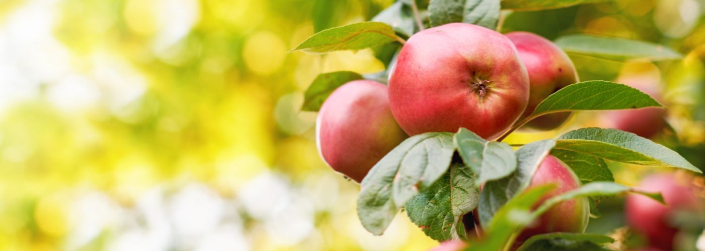 MANZANAS_ITALIA