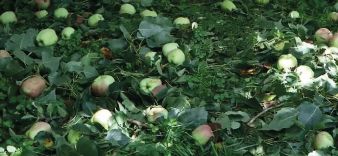 India: tormenta de lluvia y granizo provoca daños considerables a las manzanas en Cachemira