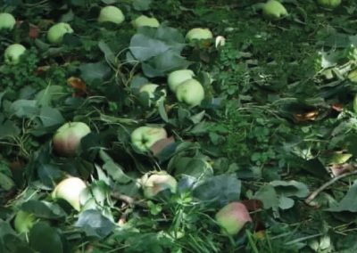 India: tormenta de lluvia y granizo provoca daños considerables a las manzanas en Cachemira