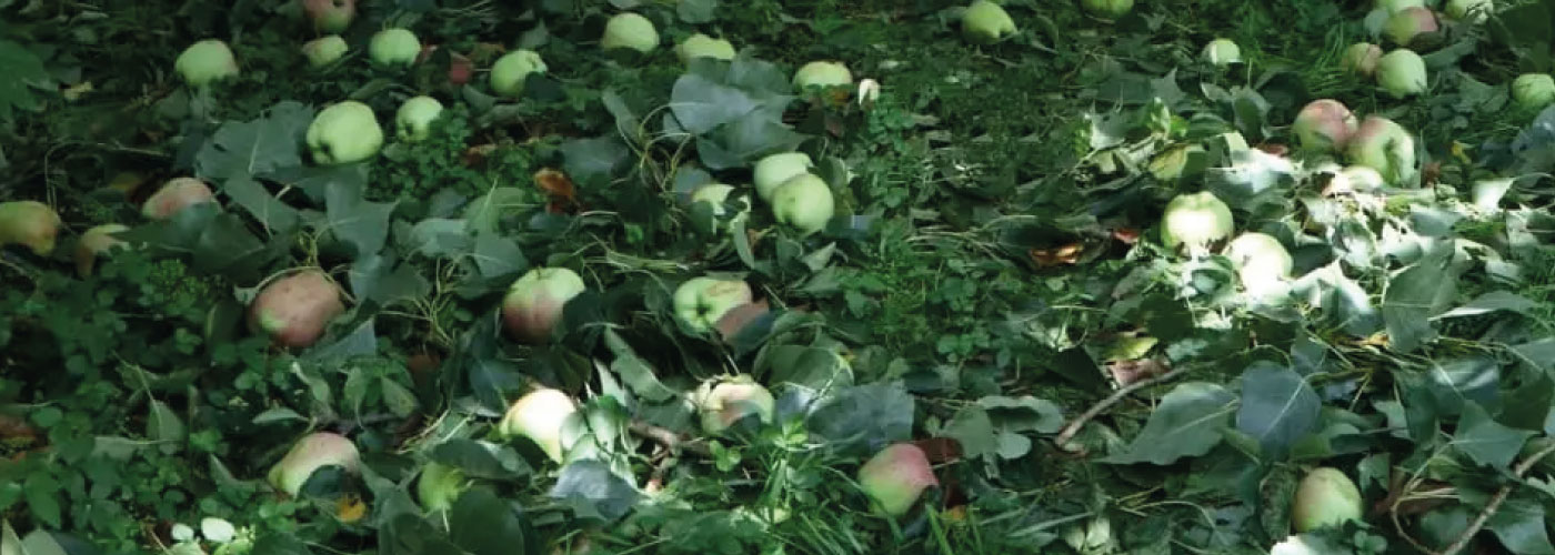 GRANIZO_KASHMIR_INDIA_MANZANAS