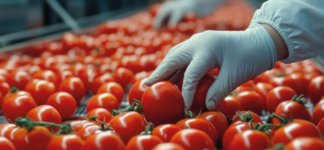 Tomate Industrial/WPTC: pronostican que cosecha mundial 2025 se reducirá 13%, mientras la producción de Chile crecerá 3%