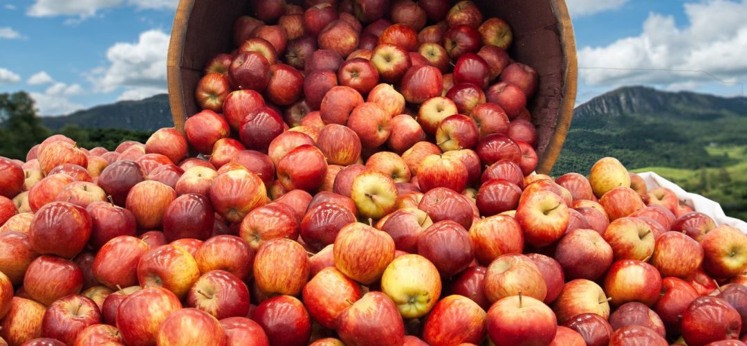 EE.UU: Stock de manzanas para procesamiento alcanzan 10,6 millones de bushels al 01 Julio 2025