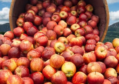 EE.UU: Stock de manzanas para procesamiento alcanzan 10,6 millones de bushels al 01 Julio 2025
