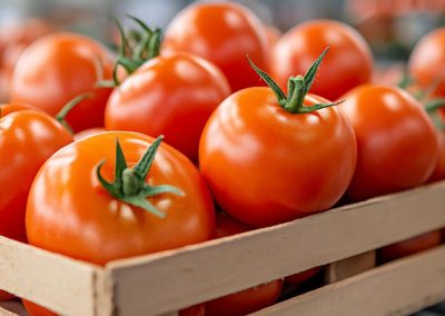 Tomate Industrial: Actualización de volumen para procesamiento en California al 20 de Julio