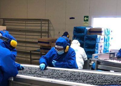 Alemania: se reduce 10% la materia prima de procesamiento de frutas y hortalizas para elaborar productos
