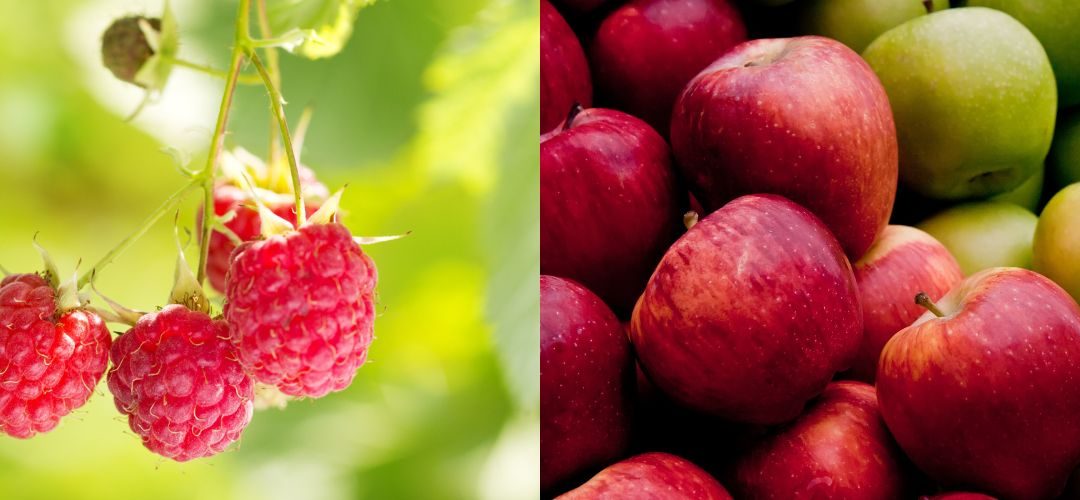 Polonia: cifras oficiales de estimación cosecha de frutas para el año 2025