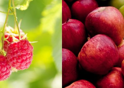 Polonia: cifras oficiales de estimación cosecha de frutas para el año 2025