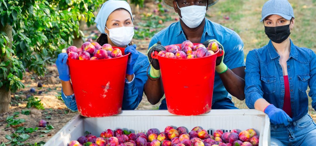 Europa: ola de calor provoca alarma para cosechas de frutas en España, Italia, Francia y Grecia