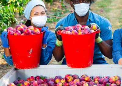 Europa: ola de calor provoca alarma para cosechas de frutas en España, Italia, Francia y Grecia