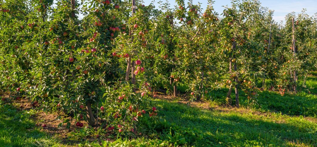 Extremadura/España: Se redujo 21% la superficie de cultivos frutales en los últimos 5 años por escasez de mano de obra