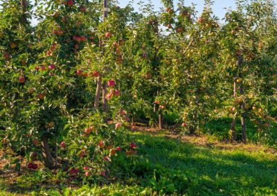 Extremadura/España: Se redujo 21% la superficie de cultivos frutales en los últimos 5 años por escasez de mano de obra