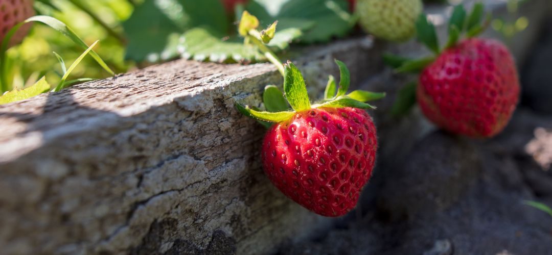 Déficit hídrico afecta a 176 municipios de las principales zonas donde se producen frutillas en Polonia