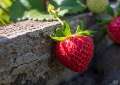Déficit hídrico afecta a 176 municipios de las principales zonas donde se producen frutillas en Polonia