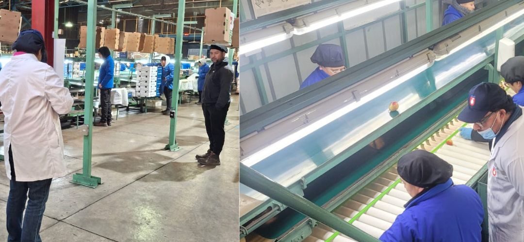 Chilealimentos y Otic Agrocap comienzan nuevo proceso de evaluaciones de competencias laborales para 85 trabajadores(as) en la sexta región