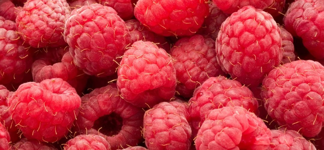 Frambuesas/Serbia: estrepitosa caída de la producción por climatología, almacenes frigoríficos vacíos y precios al alza