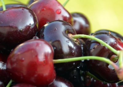 Cerezas en Conserva/Hungría: exportaciones disminuyeron un tercio durante el año 2025
