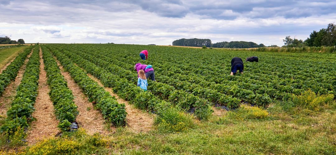 Turquía define ejes claves para desarrollar el sector agrícola con 86 medidas estratégicas para los próximos 5 años