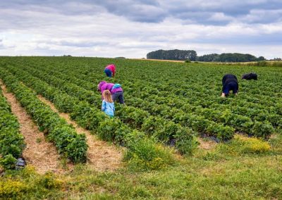 Turquía define ejes claves para desarrollar el sector agrícola con 86 medidas estratégicas para los próximos 5 años
