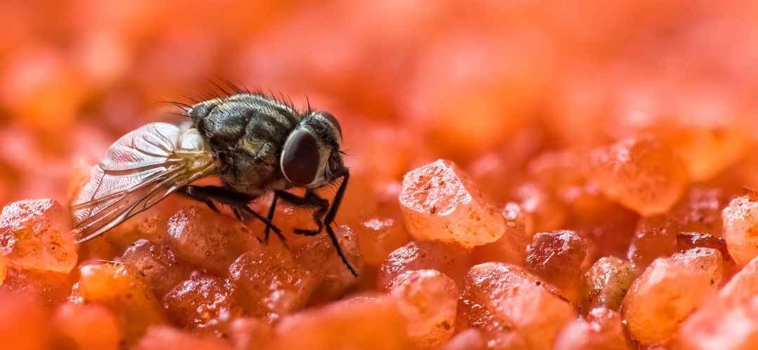 Estudio detecta patrones invernales claves para controlar plaga Drosophila suzukii