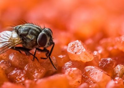 Estudio detecta patrones invernales claves para controlar plaga Drosophila suzukii