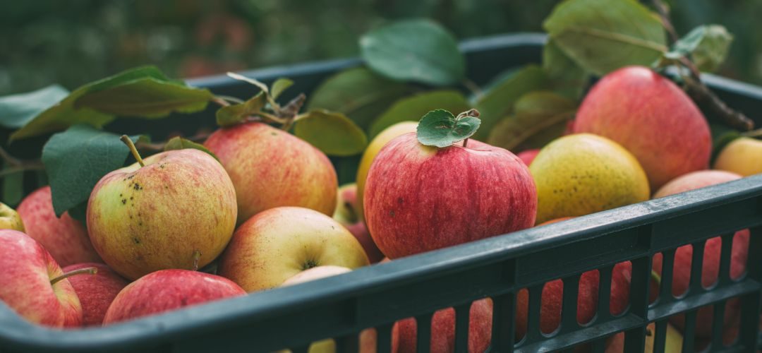 Manzanas/Europa: Cosecha 2025/26 se estima en 10,45 millones de toneladas y se mantiene debajo del potencial histórico de producción