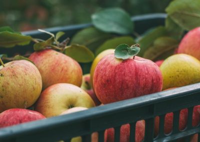 Manzanas/Europa: Cosecha 2025/26 se estima en 10,45 millones de toneladas y se mantiene debajo del potencial histórico de producción