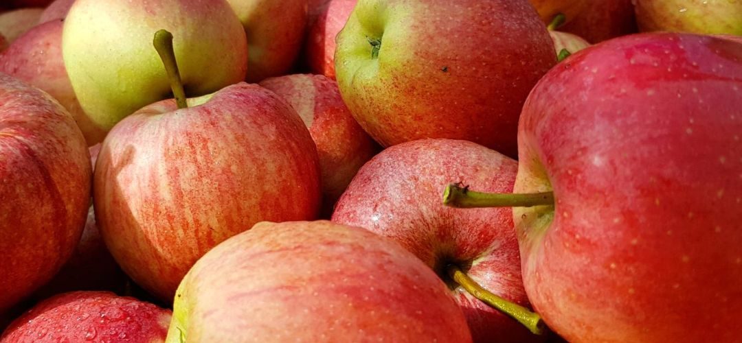 Manzanas/EE.UU.: Stock para procesamiento alcanzó 6,5 millones de bushels al 01 de Agosto 2025