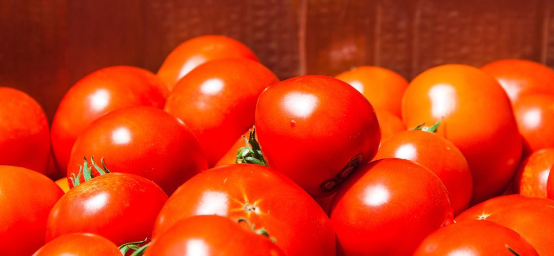 Tomate Industrial/Túnez: principal zona de producción sufre caída de rendimiento hasta el 40%