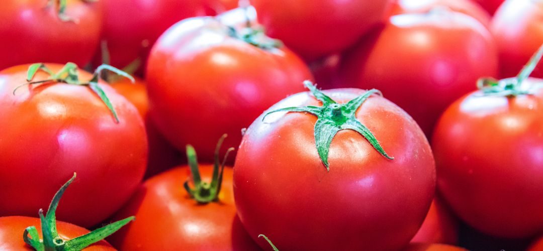 Tomate Industrial/Argelia: la mitad de la producción de tomate se destina para procesamiento