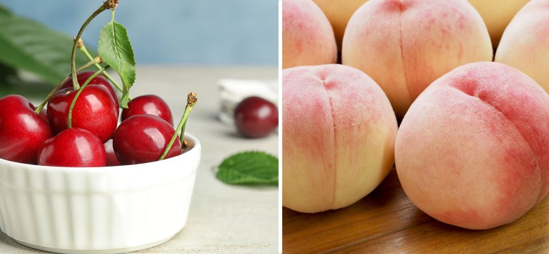 Carozos/Chile: USDA pronostica crecimiento del 7% en la producción de cerezas y 3% para duraznos para 2025/26