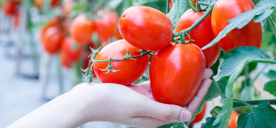 Europa: Comisión Europea proyecta caída del 3% de la producción total de tomates, influenciada por caída del 4% de la producción para procesamiento para 2025/26