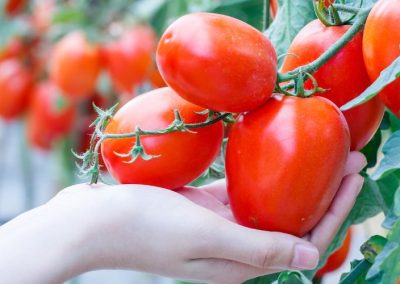 Europa: Comisión Europea proyecta caída del 3% de la producción total de tomates, influenciada por caída del 4% de la producción para procesamiento para 2025/26