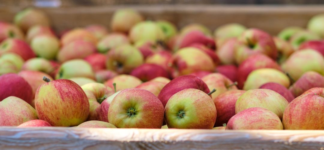 Manzanas/EE.UU: Informe concluyó que los huertos de alta densidad resultaron más rentables en el largo plazo en Michigan