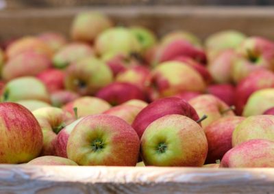 Manzanas/EE.UU: Informe concluyó que los huertos de alta densidad resultaron más rentables en el largo plazo en Michigan