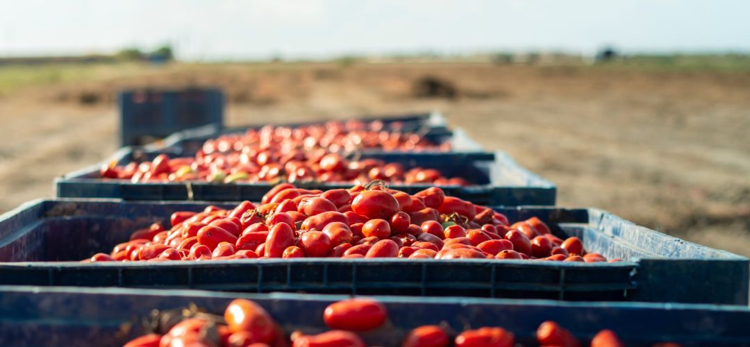 California: se ajusta a la baja la producción de tomate industrial para 2025/26